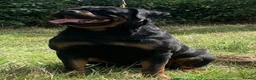 Rottweiler dogs for sale: Quality Rottweiler Male Puppies–Beautiful Boys - Advert 2