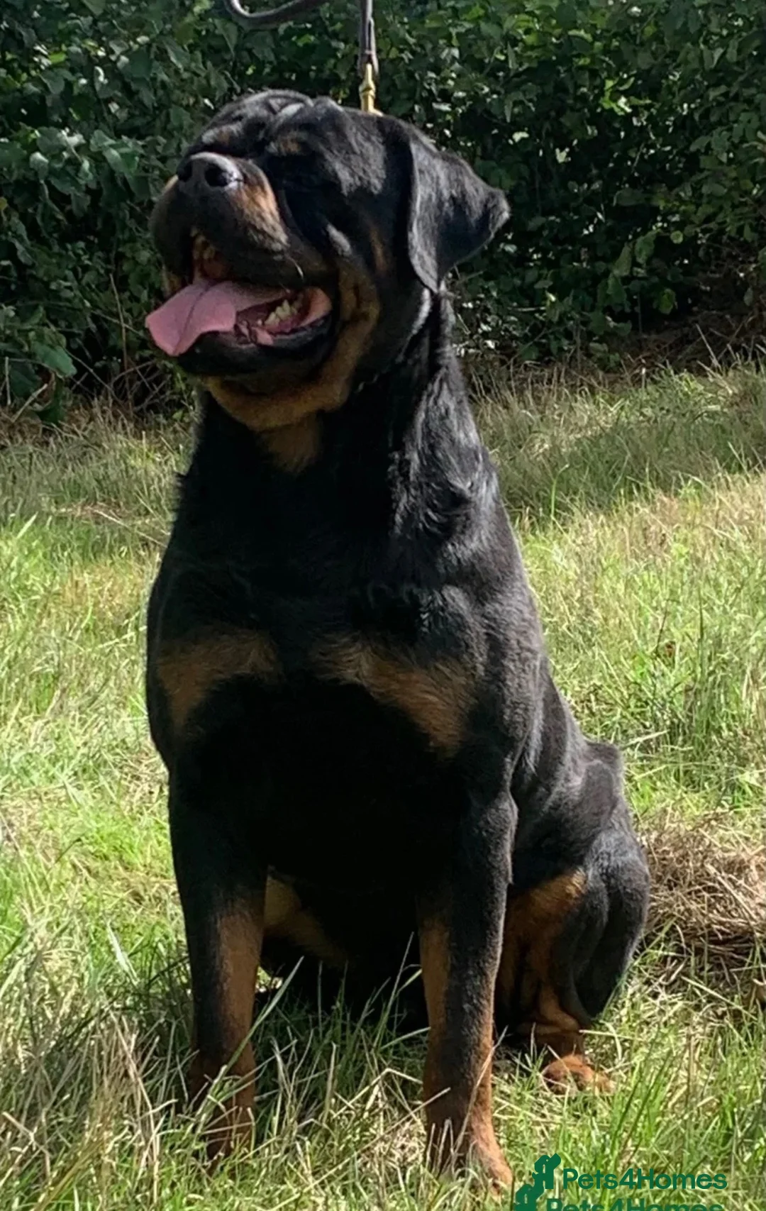 Rottweiler dogs for sale: Quality Rottweiler Male Puppies–Beautiful Boys - Advert 2