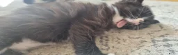 Mixed Breed cats for sale: Lovely fluffy kittens for sale - Advert 10