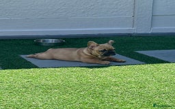 French Bulldog dogs for stud: Denzel- Open for Stud- PROVEN. Son of Super Ted  in Gillingham - Image 31