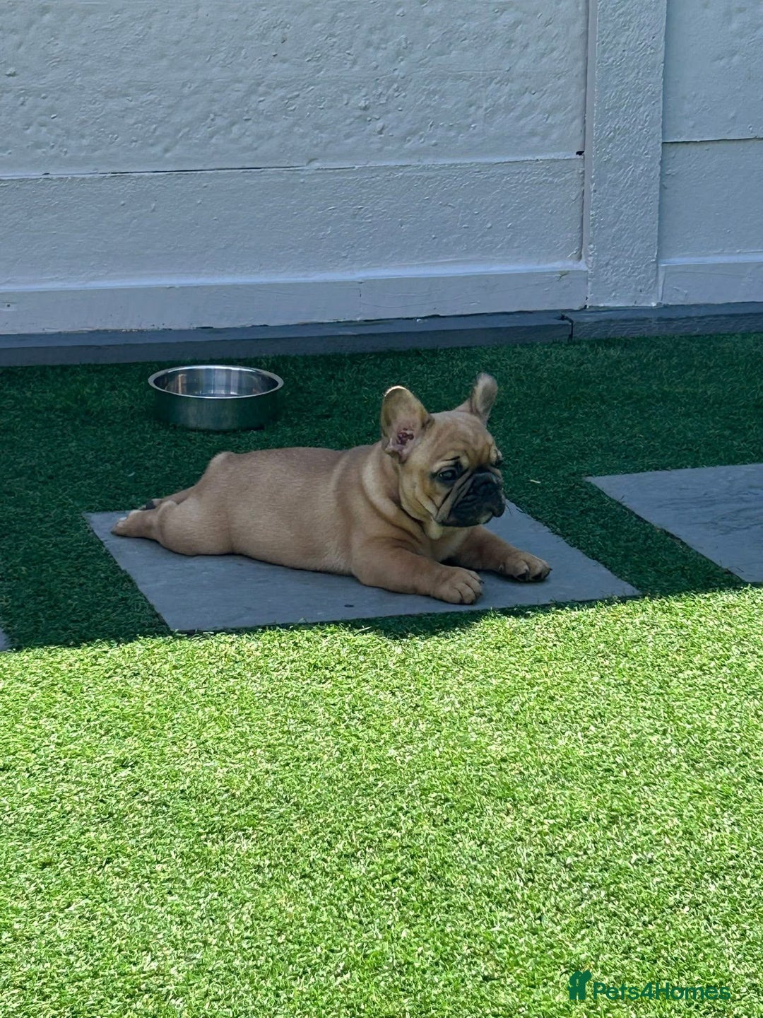 French Bulldog dogs for stud: Denzel- Open for Stud- PROVEN. Son of Super Ted  in Gillingham - Image 31