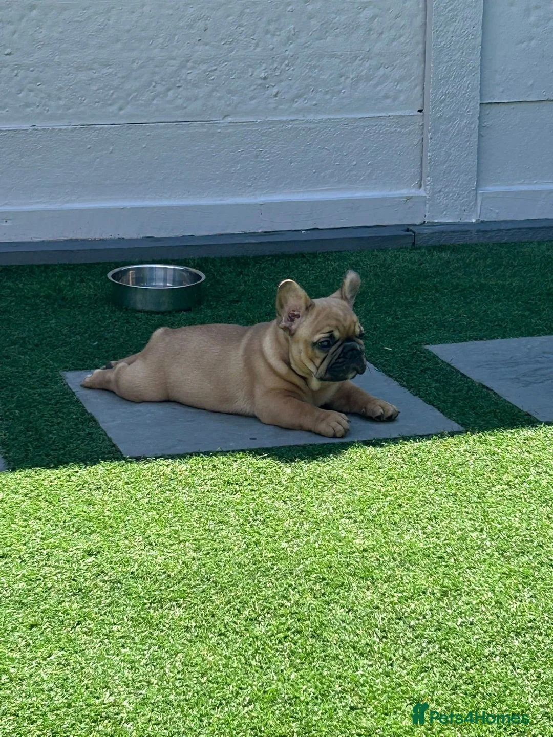 French Bulldog dogs for stud: Denzel- Open for Stud- PROVEN. Son of Super Ted  in Gillingham - Advert 31