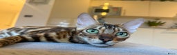 Bengal cats for sale: Bengal kitten £200 - Advert 4