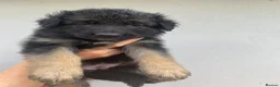 German Shepherd dogs for sale: German Shepherd puppies – Kennel Club registered - Advert 34