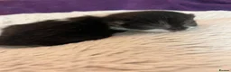 Mixed Breed cats for sale: Beautiful black and white kittens in Malvern - Advert 6