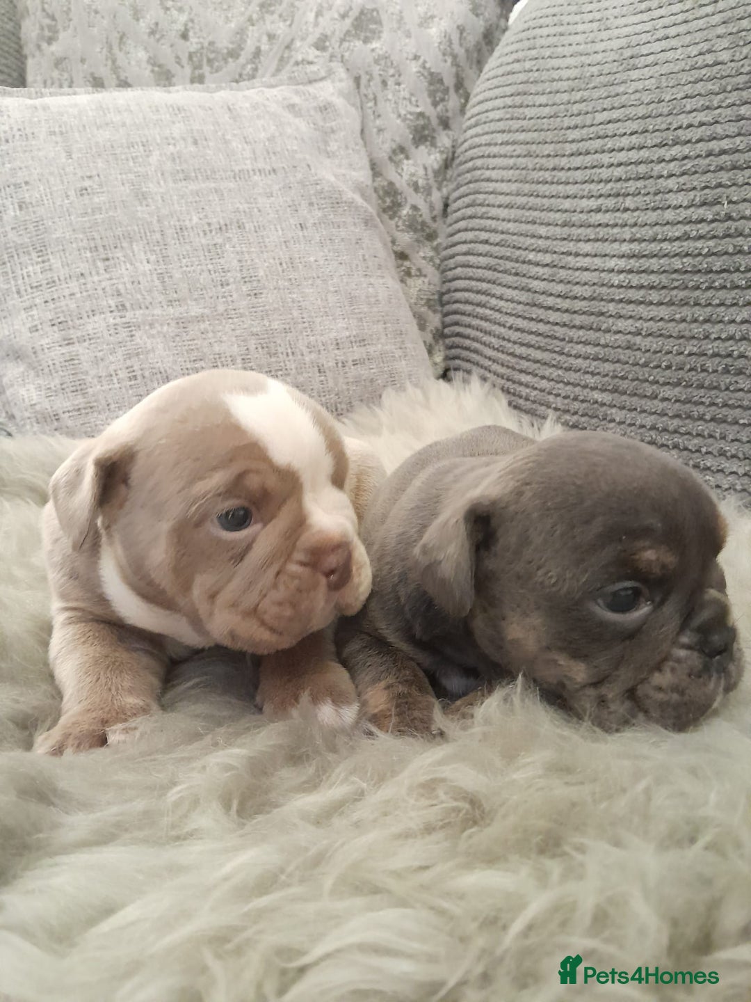 Mixed Breed dogs for sale: 🐾🐶Stunning New English Bulldog Puppies🐶🐾 - Advert 18