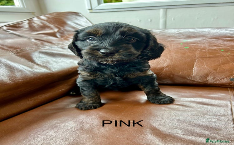 Cockapoo dogs - Advert 16
