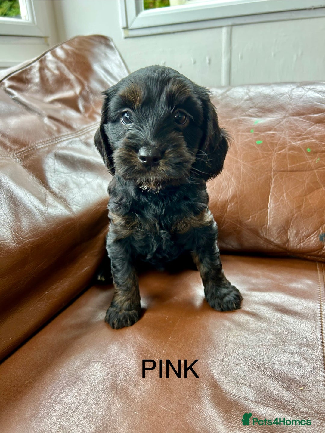 Cockapoo dogs for sale: Cockerpoo puppies - Image 1