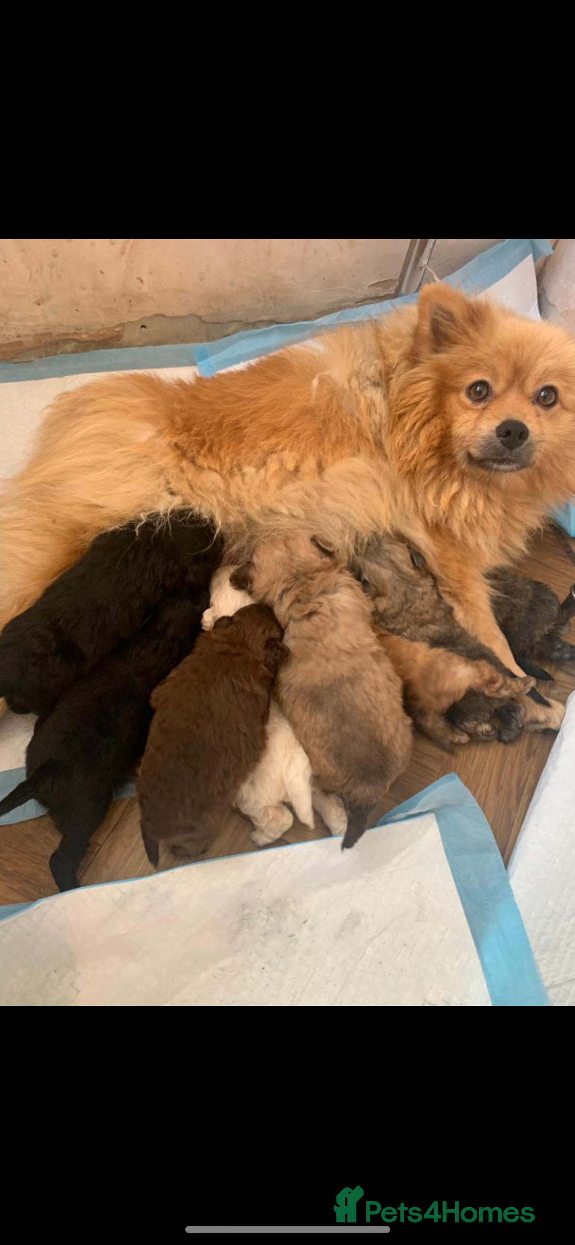 Pomeranian dogs Pomeranian puppies - Advert 1