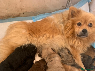 Pomeranian dogs Pomeranian puppies - Advert 1