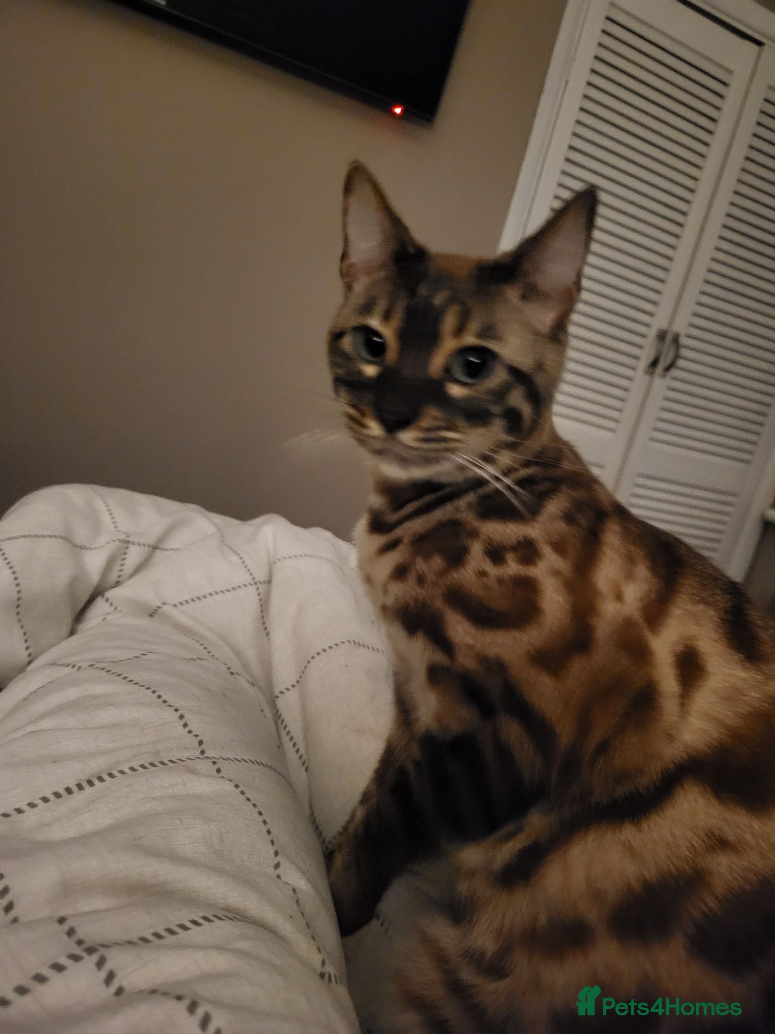 Bengal cats Bengal - Advert 1