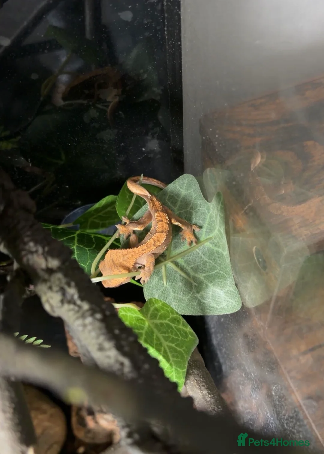 Gecko reptiles for sale: Female Crested Gecko in Leicester - Advert 2