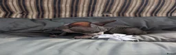 Sphynx cats for sale: Ready for reservation  - Advert 15