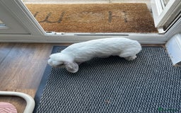 Dwarf Lop rabbits for sale: Little white bunny free to a good home! - Image 1