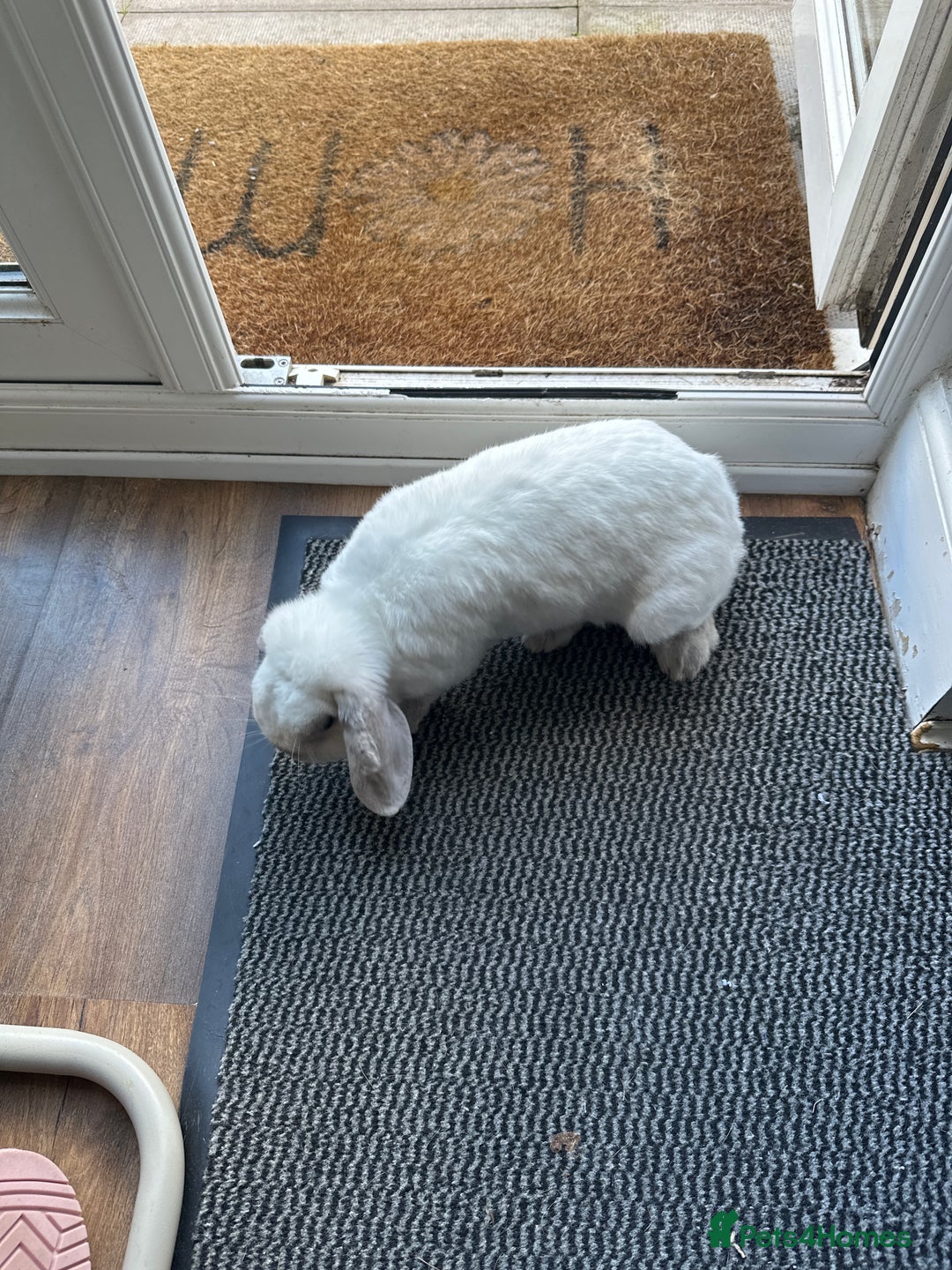 Dwarf Lop rabbits for sale: Little white bunny free to a good home! - Image 1