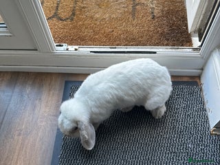 Dwarf Lop rabbits - Advert 32