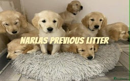 Golden Retriever dogs for sale: Golden Retriever Puppies due any day now!!! - Image 6