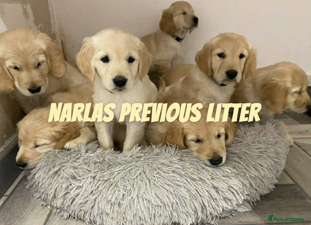 Golden Retriever dogs for sale: Golden Retriever Puppies due any day now!!! - Image 6