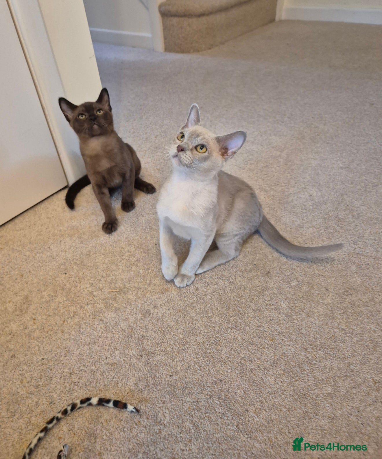 Burmese cats for sale: Pedigree Burmese Kittens Available - Advert 10