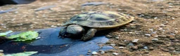 Hermann Tortoise reptiles for sale: Lovely young Hermann’s Tortoise - Advert 6
