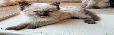 Ragdoll 3