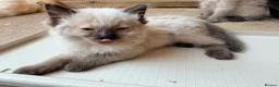 Ragdoll cats for sale: Stunning ragdoll kittens ready now  - Advert 3