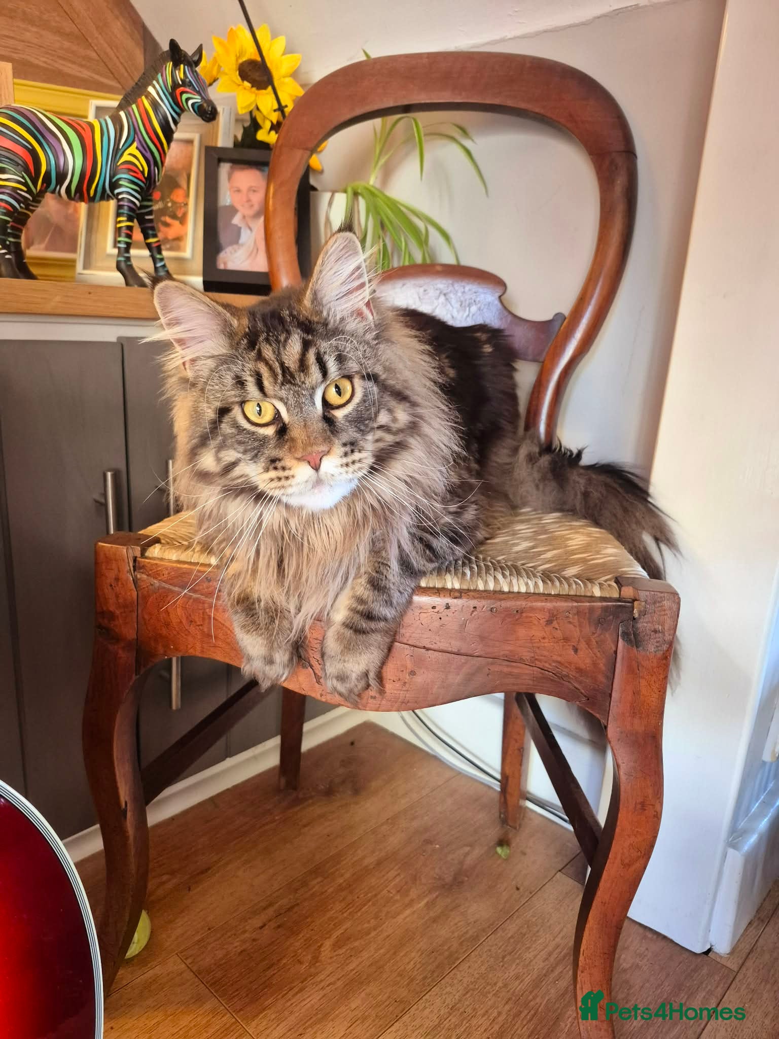 Maine Coon cats PROVEN XL MAINE COON STUD - Advert 1
