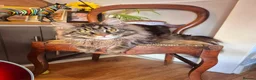 Maine Coon cats for stud: PROVEN XL MAINE COON STUD in Tamworth - Advert 1