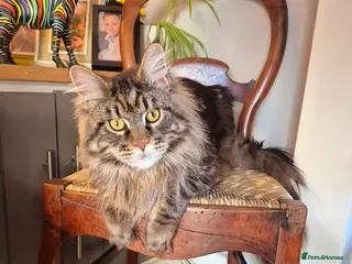 Maine Coon cats PROVEN XL MAINE COON STUD - Advert 1