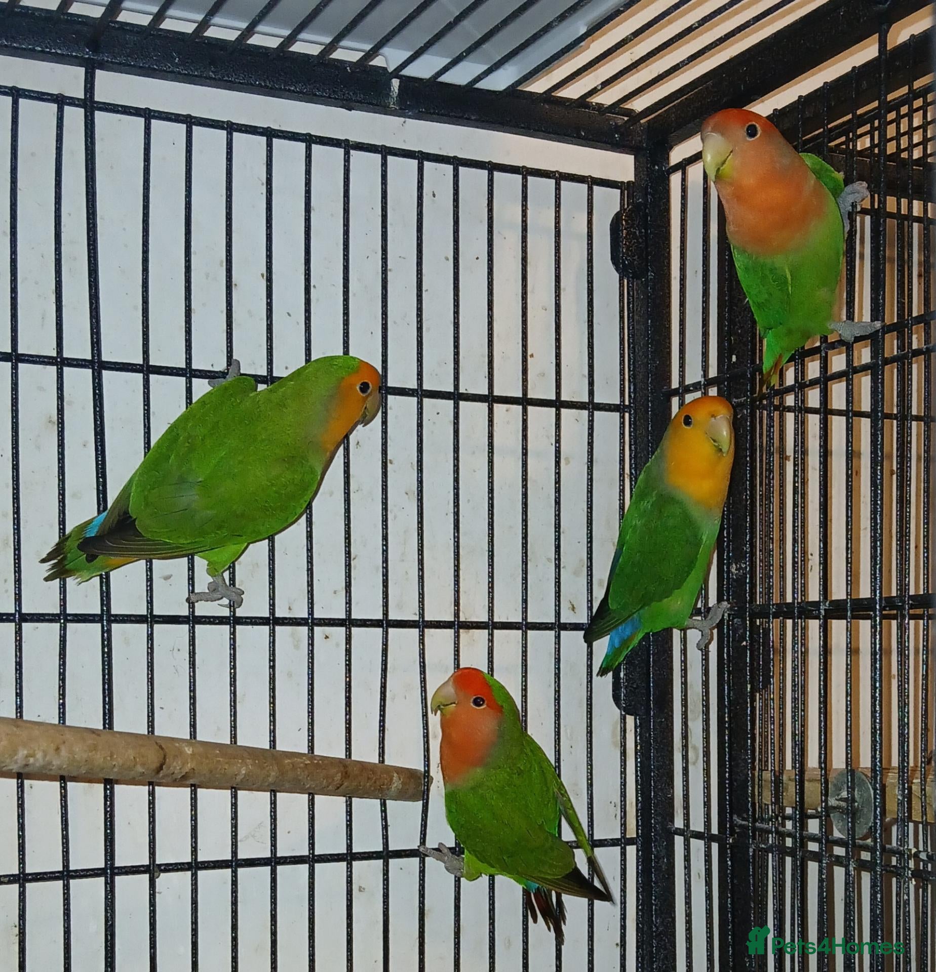 Lovebirds birds 4 Lovebirds £ 120 - Advert 1