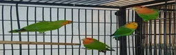 Lovebirds birds for sale: 4 Lovebirds £ 120 - Advert 1