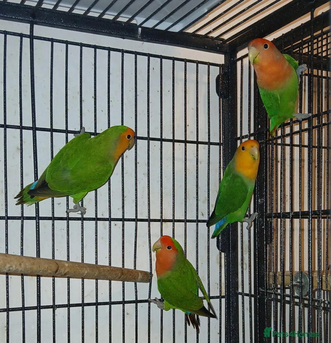 Lovebirds birds for sale: 4 Lovebirds £ 120 - Advert 1
