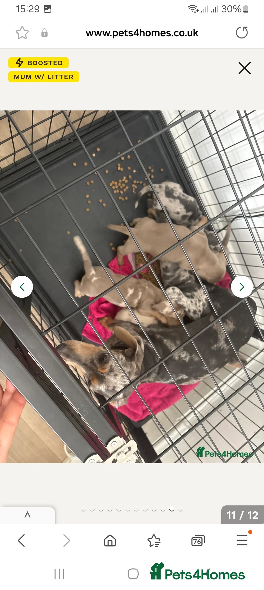 Miniature Dachshund dogs for sale: These 3 beautifull miniature dachshunds - Image 8