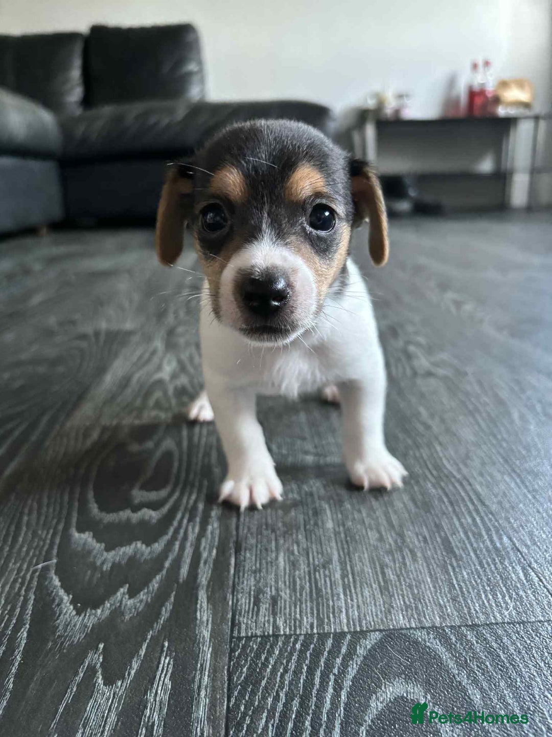 Jack Russell dogs for sale: Beautiful litter of Jack Russell pups - Image 16
