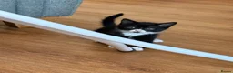 Mixed Breed cats for sale: Kittens ready for their forever home  - Advert 1