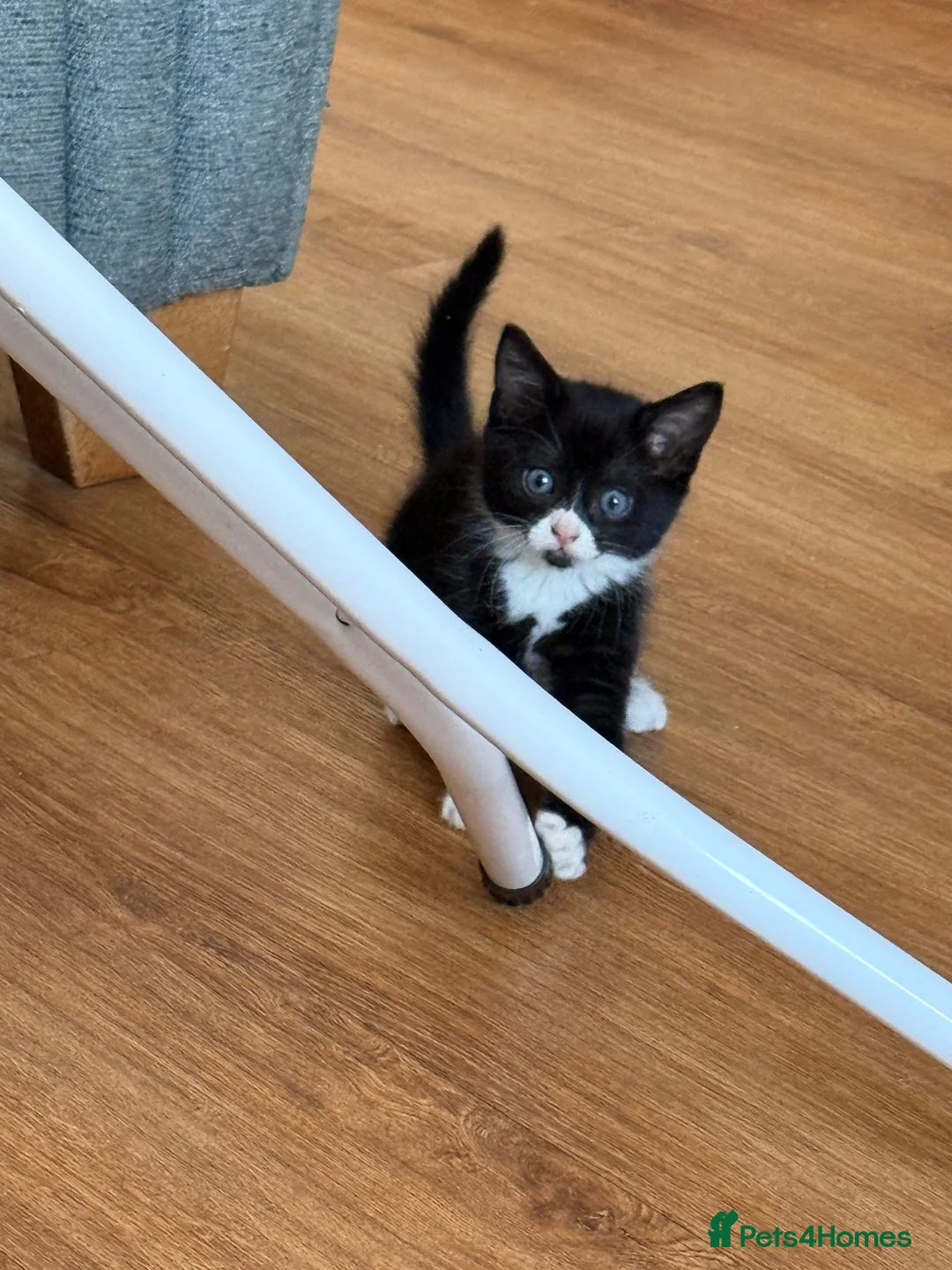 Mixed Breed cats for sale: Kittens ready for their forever home  - Advert 1