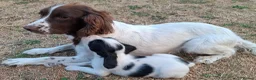English Springer Spaniel dogs for sale: Working springer spaniel pups - Advert 7