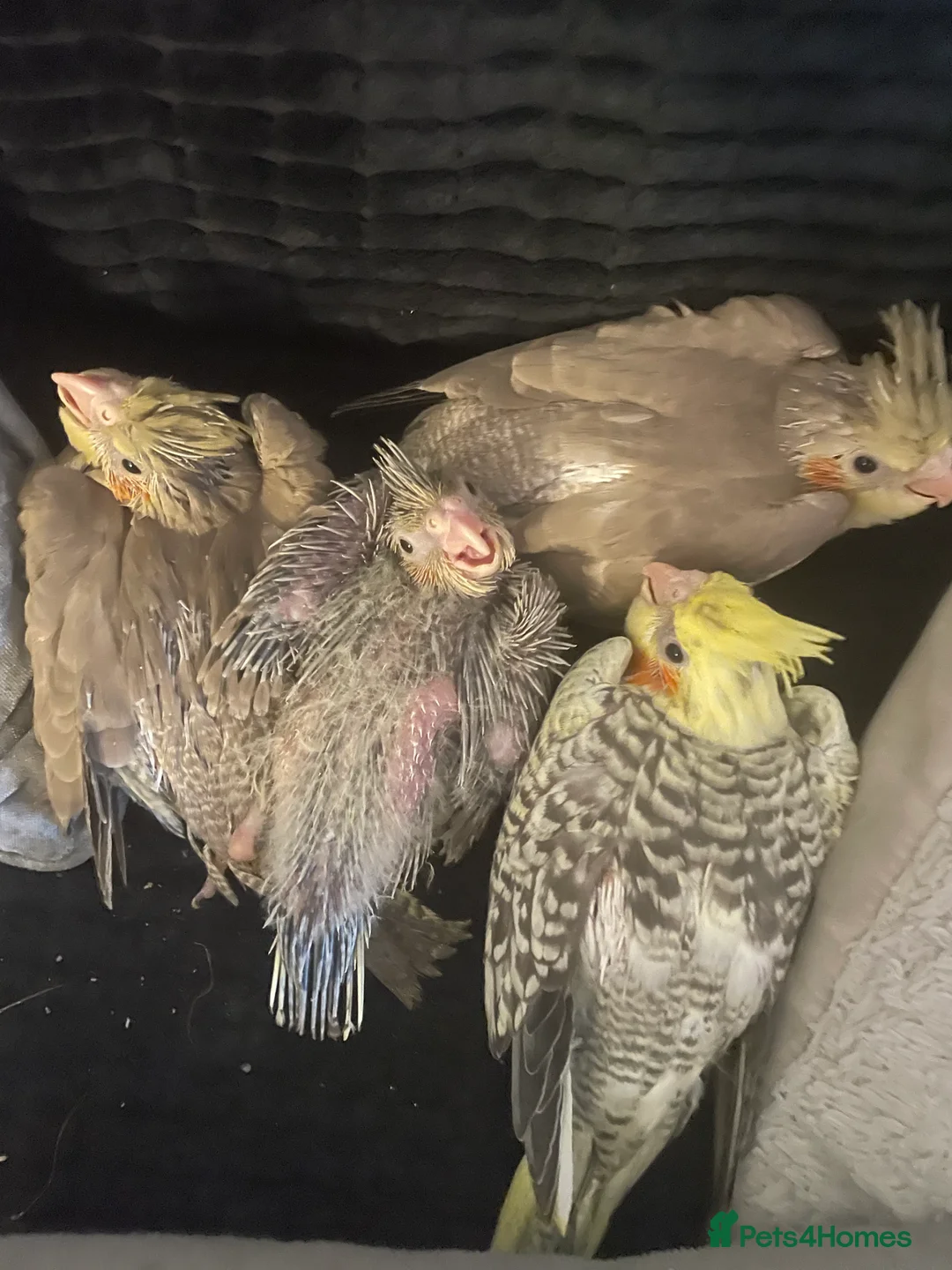 Cockatiels birds for sale: Baby cockatiels - Advert 7