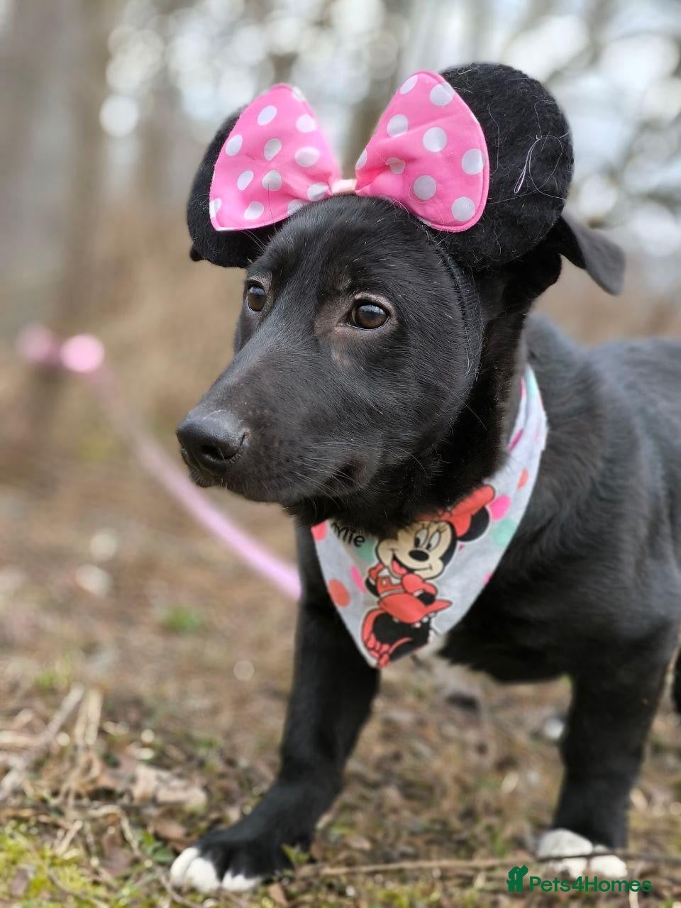 Mixed Breed dogs ❤️🐶 MASHA – NOT FIRST TO RUN, FIRST TO LOVE 🐶❤️ - Advert 2