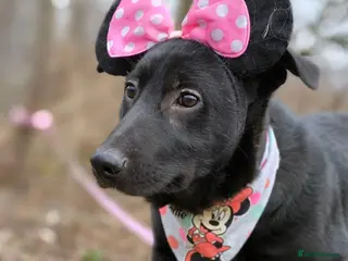 Mixed Breed dogs ❤️🐶 MASHA – NOT FIRST TO RUN, FIRST TO LOVE 🐶❤️ - Advert 2