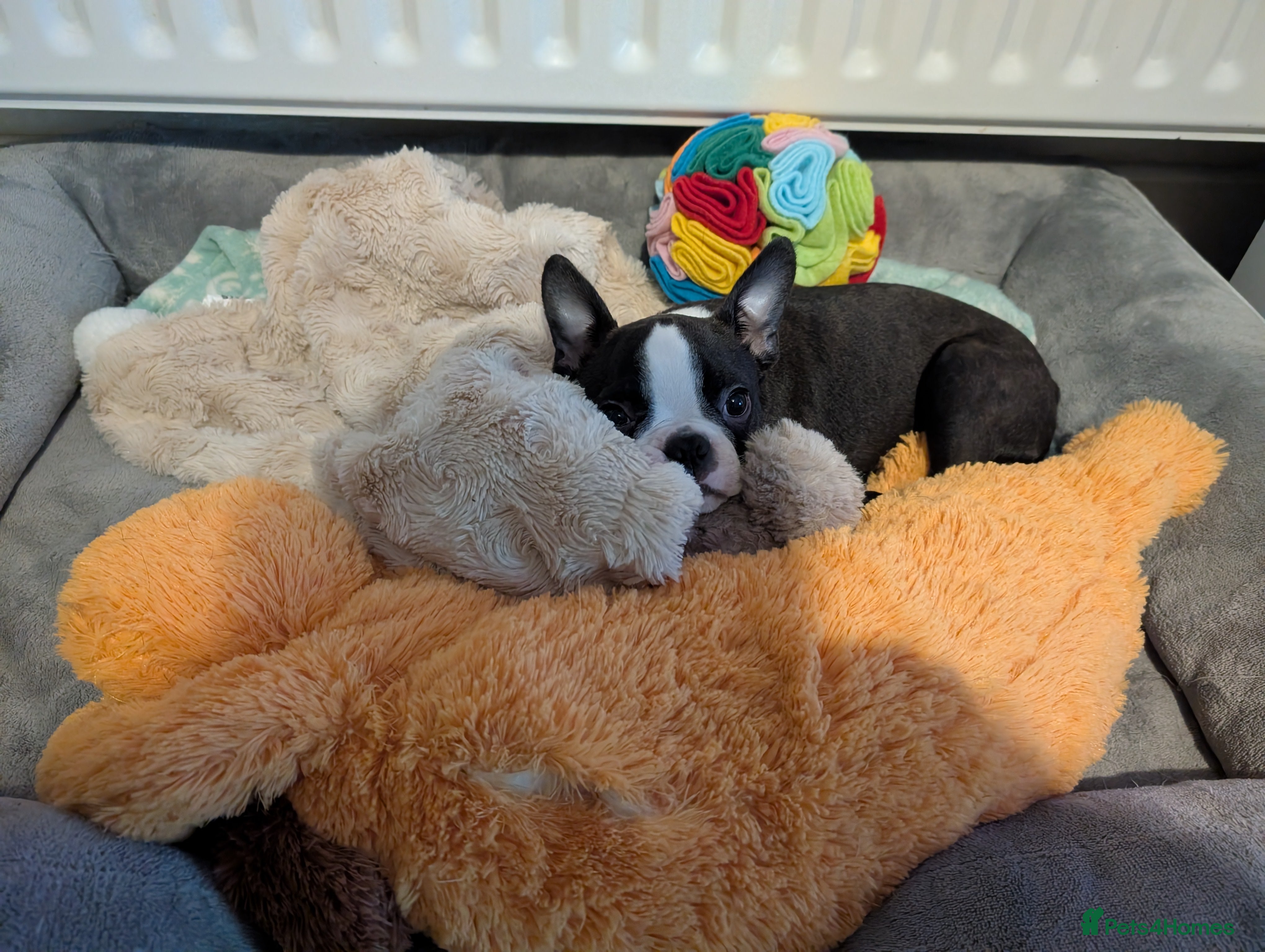 Boston Terrier dogs Fully vaccinated KC Registered Boston Terrier pup - Advert 7