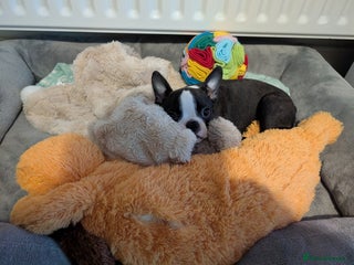 Boston Terrier dogs Fully vaccinated KC Registered Boston Terrier pup - Advert 9