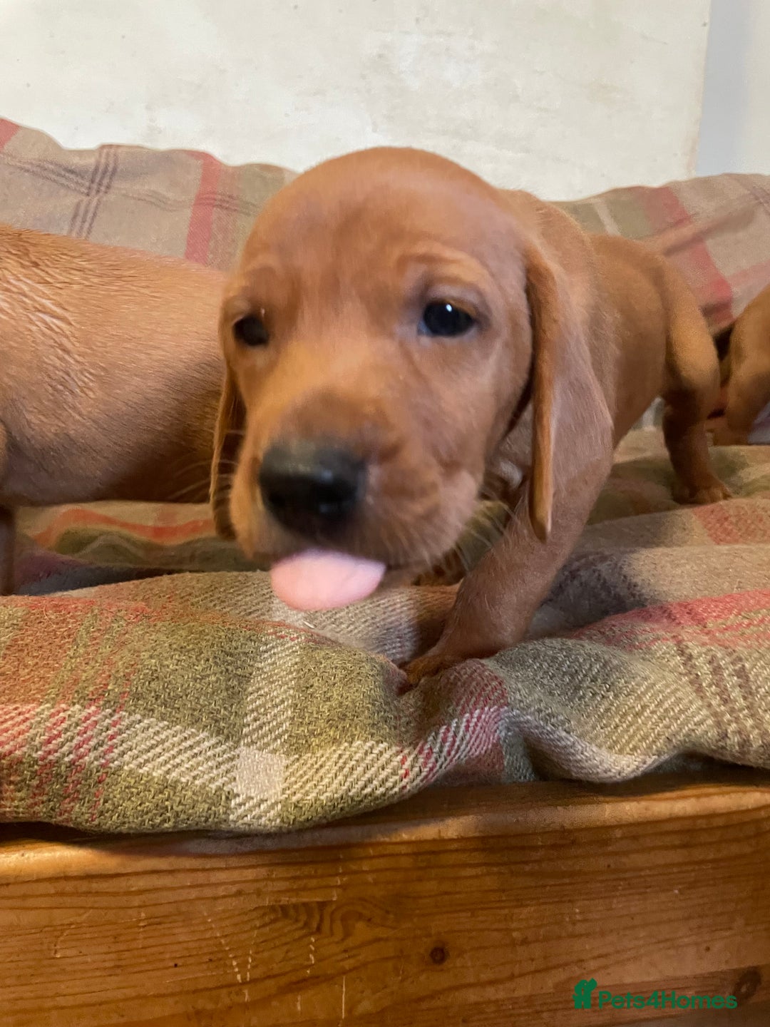 Mixed Breed dogs for sale: Hungarian Vizsla - Image 18