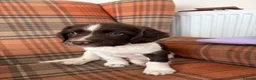 English Springer Spaniel dogs for sale: English Springer spaniel  in Carmarthen - Advert 11