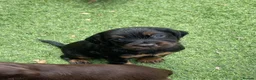 Cocker Spaniel dogs for sale: Beautiful working cocker spaniel puppies - Advert 15