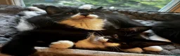 Mixed Breed cats for sale: Beautiful tuxedo kittens - Advert 5