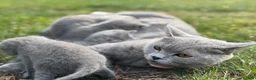 British Shorthair cats for sale: Stunning Grey British Shorthair - Advert 5