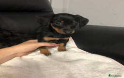 Doxiepoo dogs for sale: Doxiepoo Puppies - Image 4