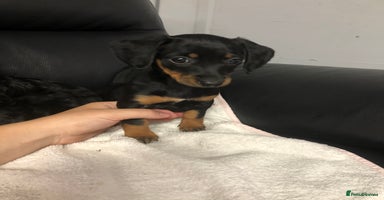 Doxiepoo dogs - Advert 7