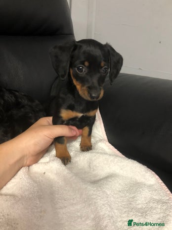 Doxiepoo dogs - Advert 3